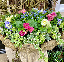 Janine Crimmins Cheshire Garden Designer - Pots and Containers