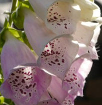 Janine Crimmins Cheshire Garden Designer - Foxgloves