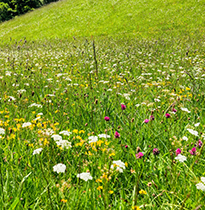 Janine Crimmins Cheshire Garden Designer - The Making of a Meadow